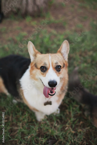Cute welsh corgi dogs looking up at doggy food treats, tongue out. Dogs diet and nutrition. welsh corgi cardigan and Pembroke dogs purebred pups.