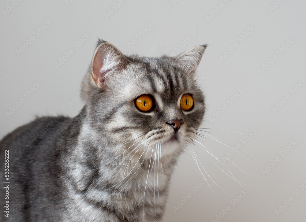 Obraz premium Portrait of Beautiful Scottish young cat at home