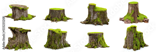 tree stumps, set of old and overgrown stubs, isolated on white background photo