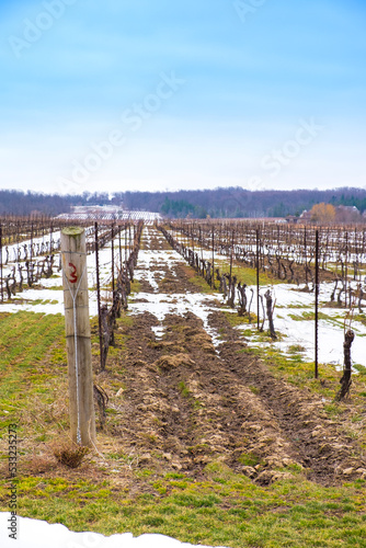 Snow partially covers the rows of grape vines in early spring in Niagara region in Ontario Canada.