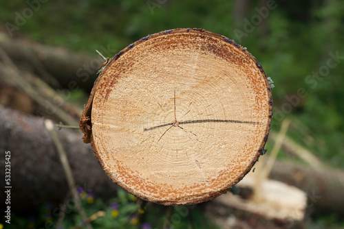 round cut tree stump in summer forest as a nature background