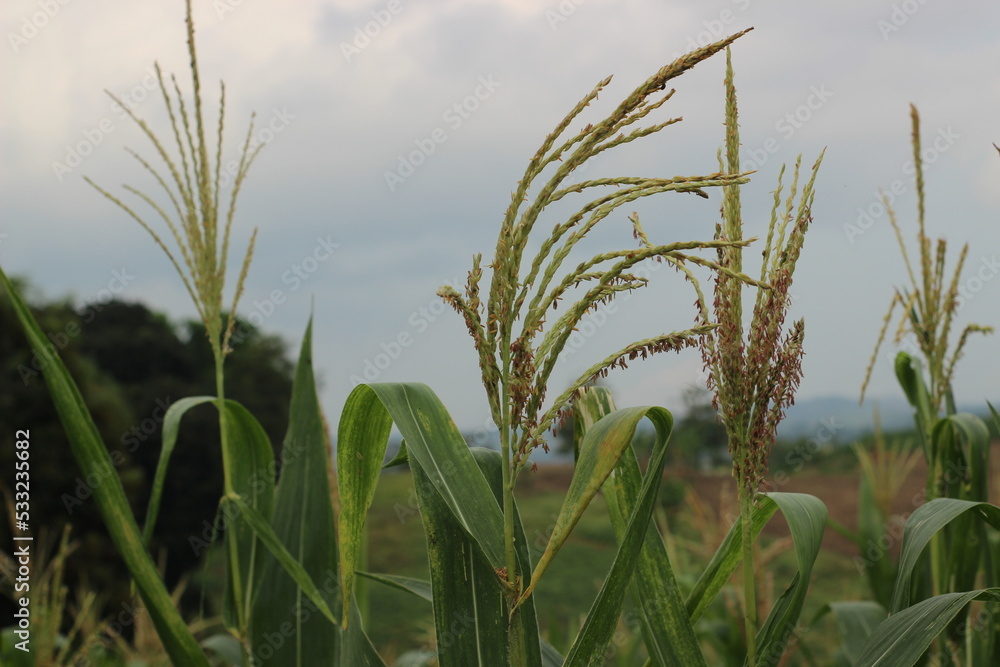 Naklejka premium corn plants in the community's fields that bear fruit