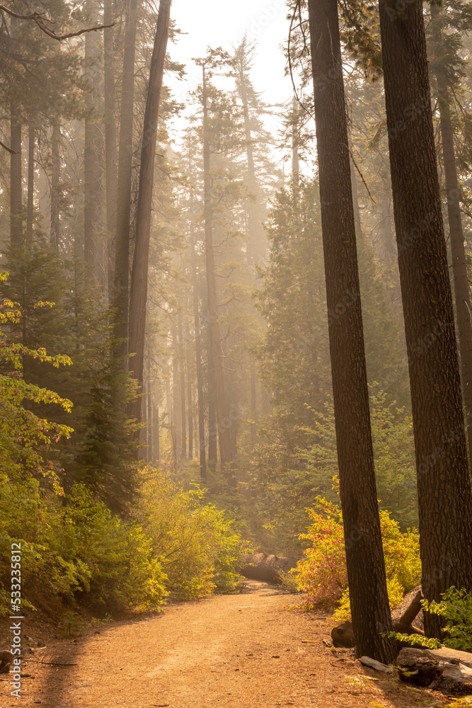 Obraz premium Smoky Haze Fills Hillside In Bright Morning Light