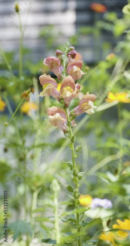 Snapdragon Flower Vertical Video
