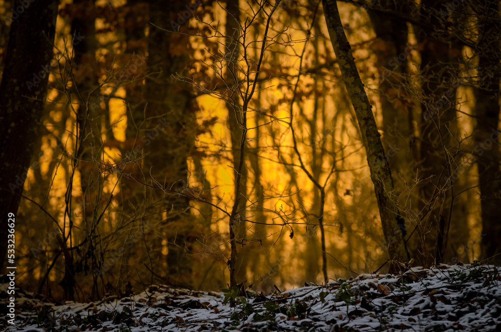 Fototapeta premium sunset in the forest