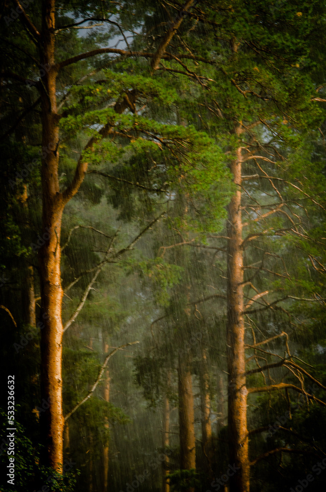 Obraz premium forest in autumn