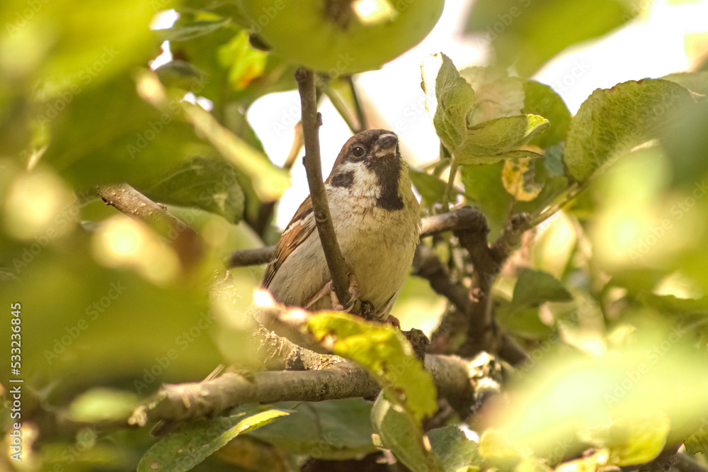 Fototapeta premium Pretty Bird Chilling In A Tree