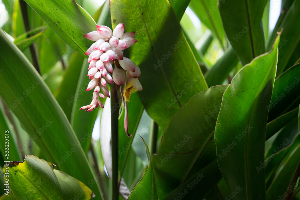 Obraz premium Flor da colônia (Alpinia speciosa ou Alpinia Zerumbet). No Brasil é encontrada em várias regiões, com os nomes populares Azucena-de-porcelana, gengibre-concha, alpínia e flor de cera.