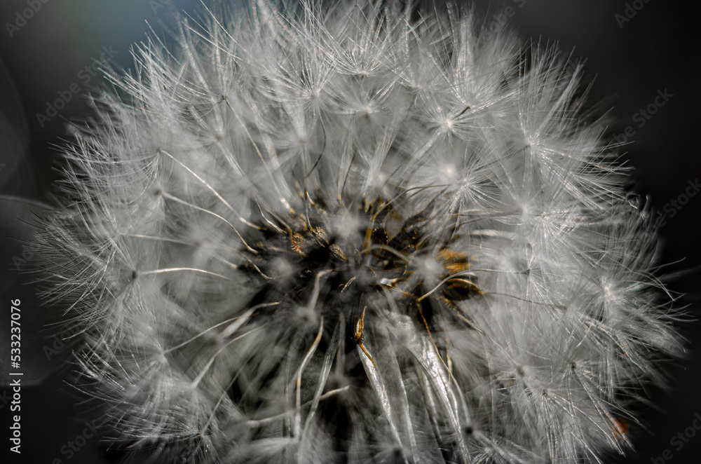 Obraz premium dandelion seed head