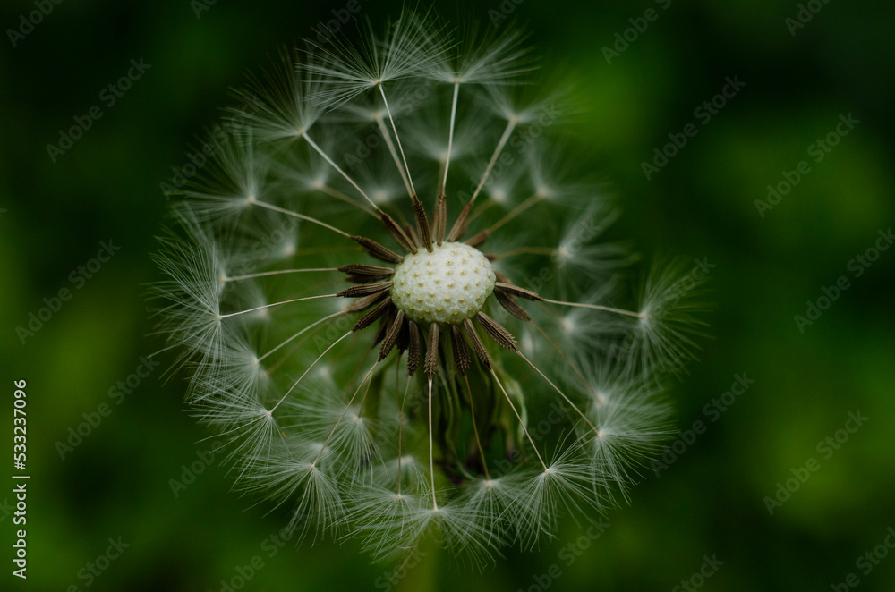 Fototapeta premium dandelion head