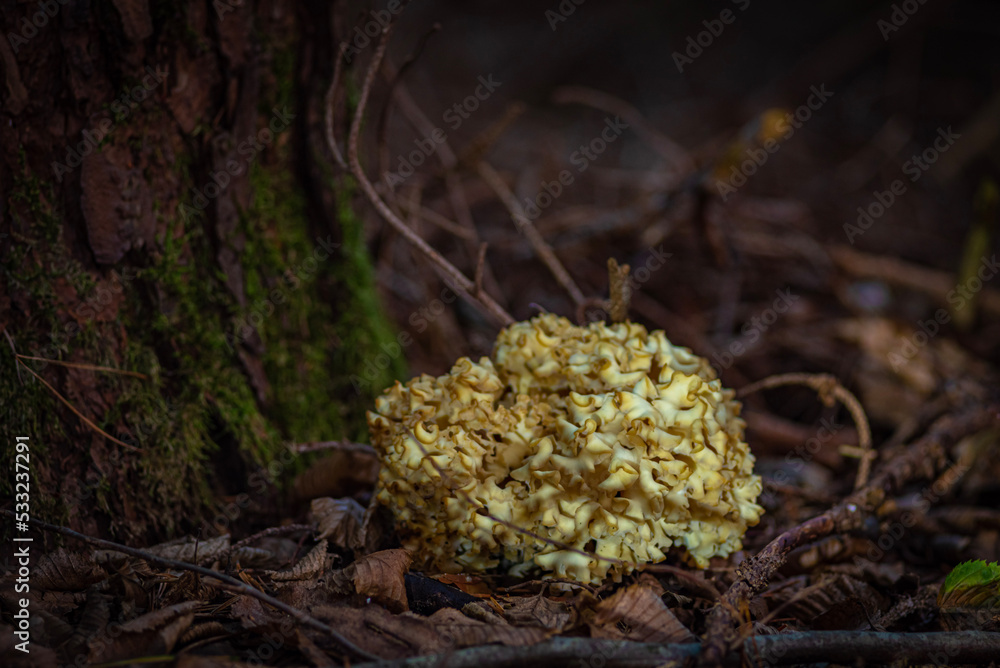 mushrooms on a tree mushrooms on a tree