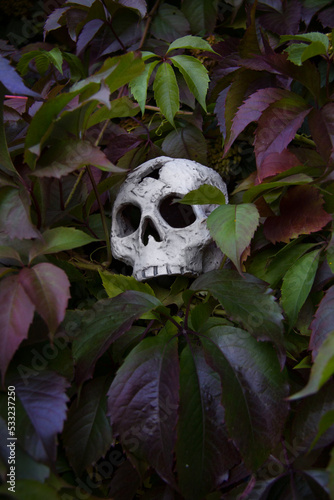 Ceramic skull in the leaves of wild grapes