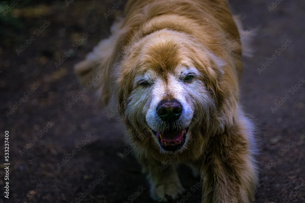 2022-09-25 A VERY OLD GOLDEN RETRIEVER WITH A BLURRY SNOUT AND BACKGROUND ON MERCER ISLAND WASHINGTON 2022-09-25 A VERY OLD GOLDEN RETRIEVER WITH A BLURRY SNOUT AND BACKGROUND ON MERCER ISLAND WASHINGTON