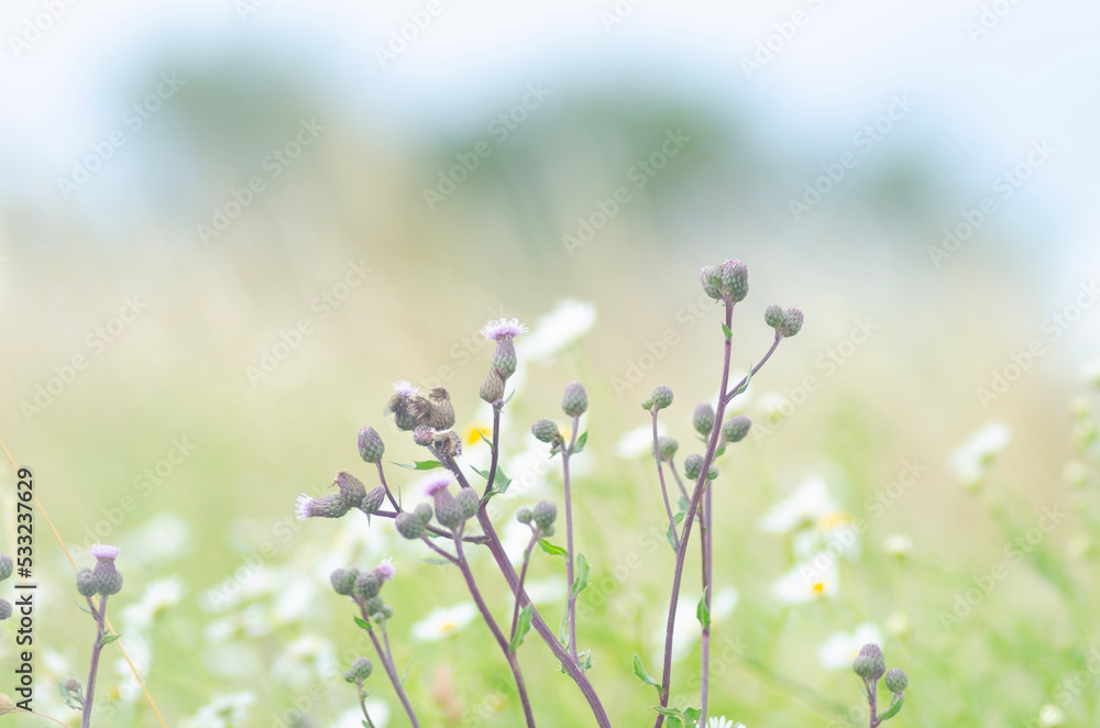 Fototapeta premium flowers in the field