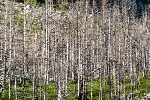 Burned trees backlit by the sun in Waterton Lakes National Park from a 2017 forest fire