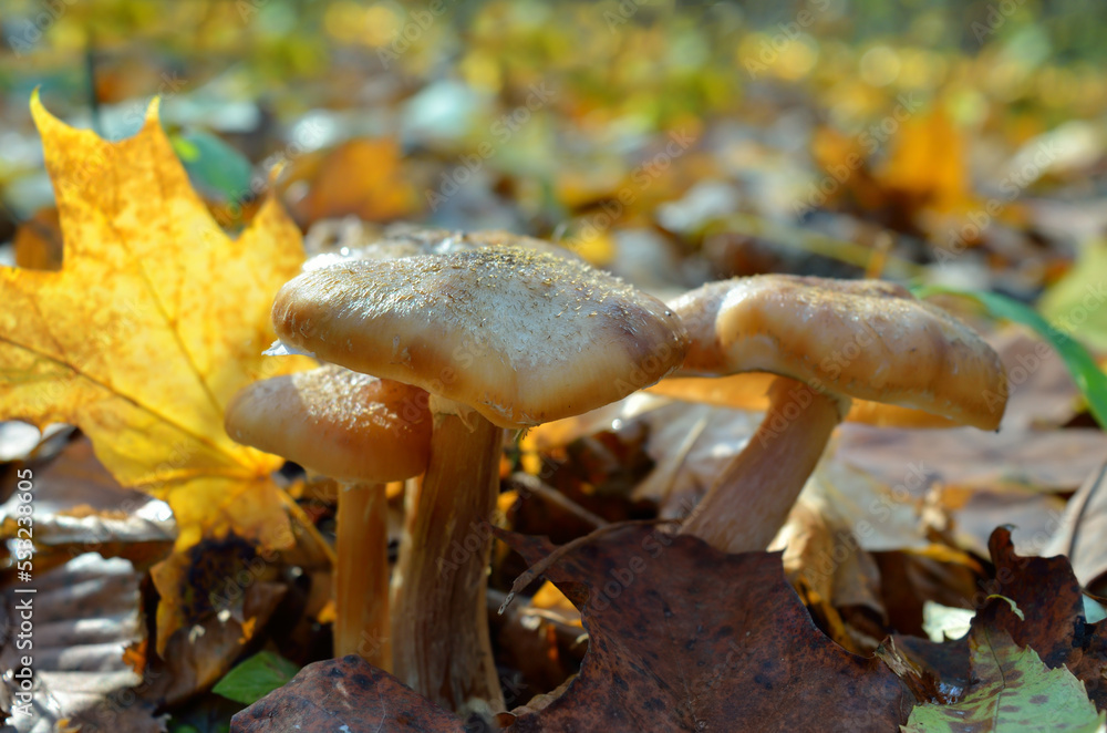 Wild forest mushrooms grow in the autumn forest Wild forest mushrooms grow in the autumn forest