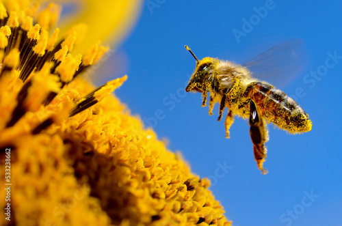 A bee flies over a sunflower, pollinates and collects honey photo