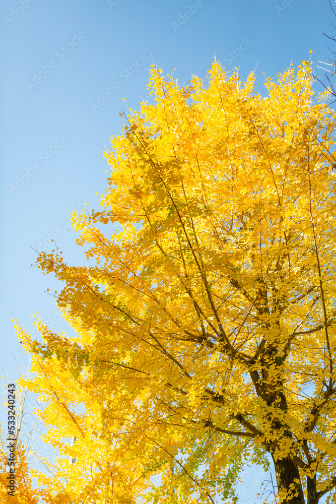 Fototapeta premium 青空とイチョウ 