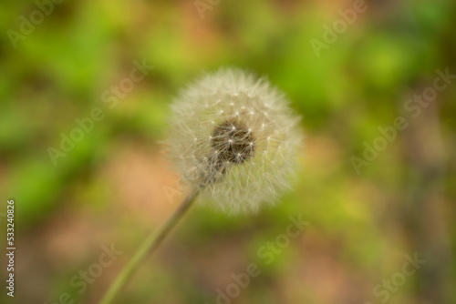 Dandelion  one of the flower types