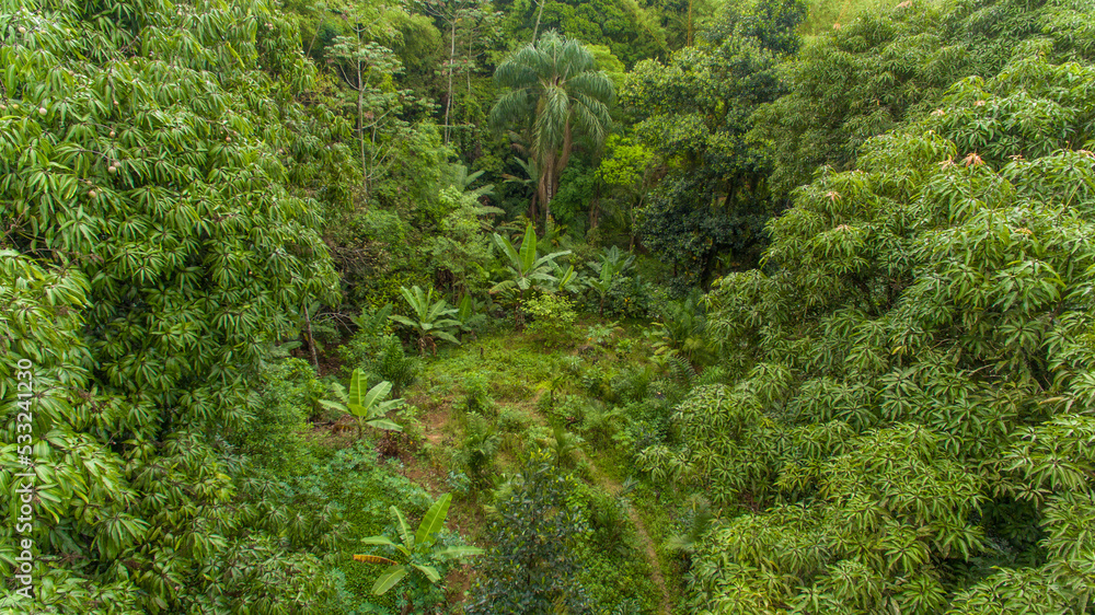 A farm in the Petrópolis region of Rio de Janeiro uses agroforestry methods for food production and forest restoration in the Atlantic Forest.