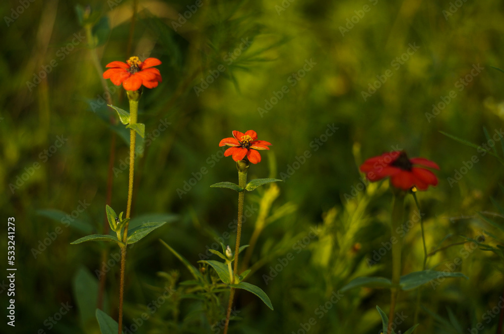 Three blooms Three blooms