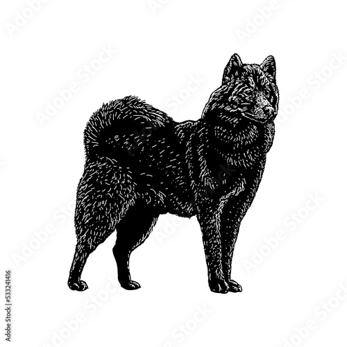 Canadian Eskimo Dog hand drawing vector illustration isolated on background