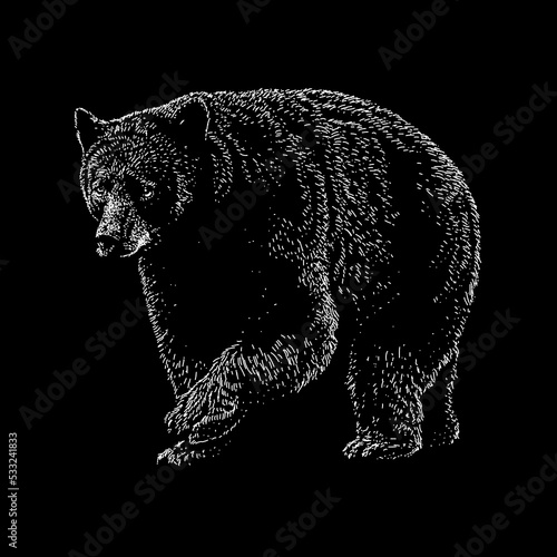 North American Black Bear hand drawing vector illustration isolated on black background