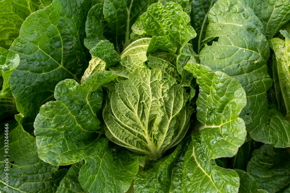 In the Korean countryside - cabbage fields In the Korean countryside - cabbage fields