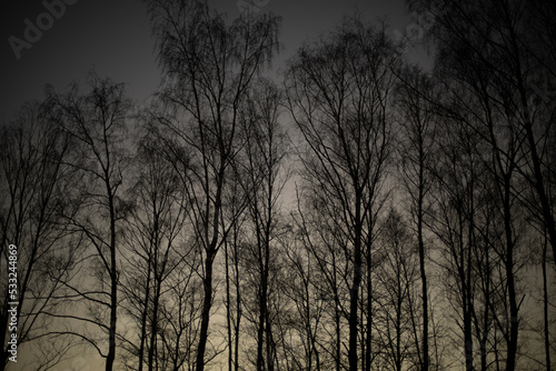 Shadows of trees against sky. Silhouettes of trees. © Олег Копьёв