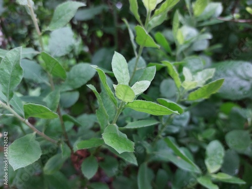 Wallpaper Mural Pluchea indica leaves Torontodigital.ca