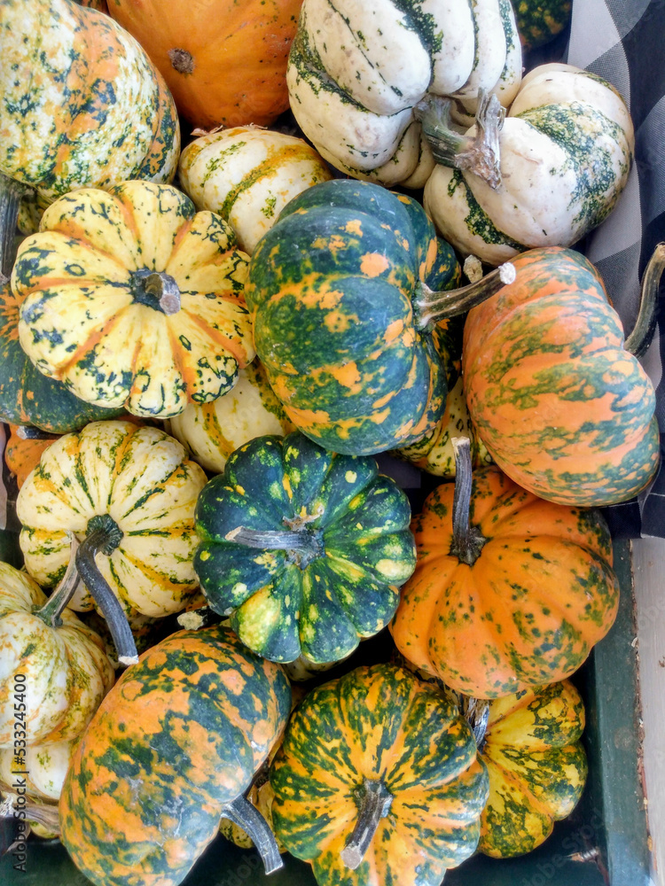 pumpkins on a market