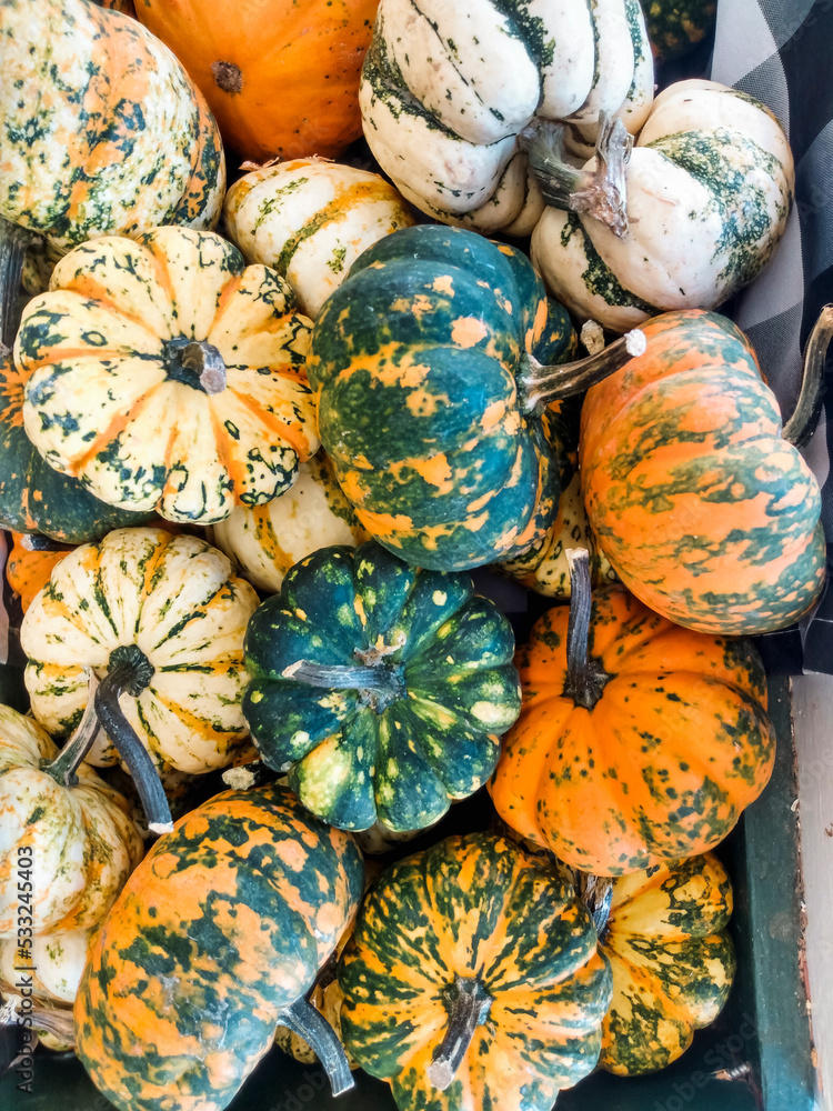 pumpkins on a market