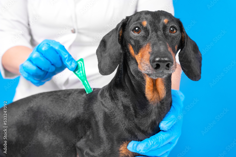 Treatment of dogs from parasites in vet. Doctor hand in glove drips