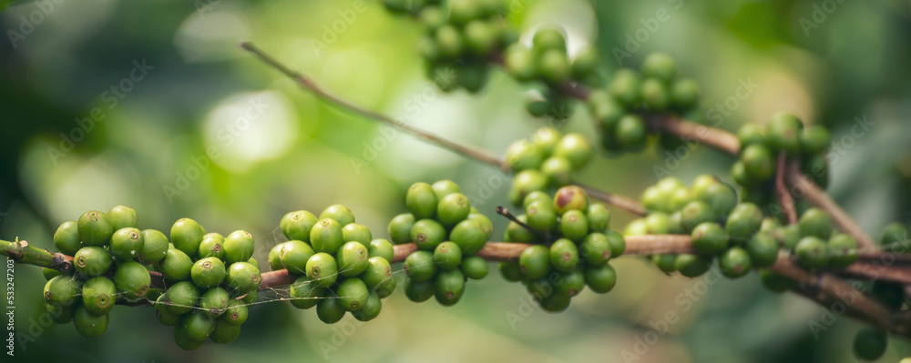 Banner Green coffee bean berry plant with sunlight. Panorama Fresh raw seed coffee tree growth in eco organic farm morning time. Close up Green seed berries arabica coffee garden with copy space Banner Green coffee bean berry plant with sunlight. Panorama Fresh raw seed coffee tree growth in eco organic farm morning time. Close up Green seed berries arabica coffee garden with copy space