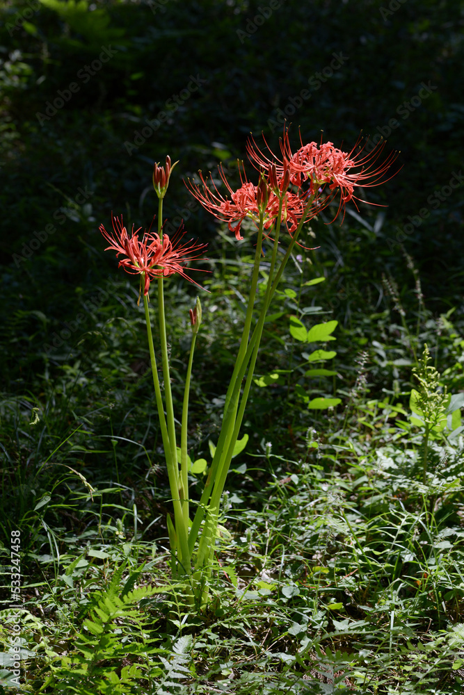 Obraz premium ヒガンバナ