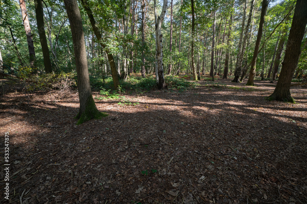 Fototapeta premium Woodland and forest path in Hampshire, England, UK
