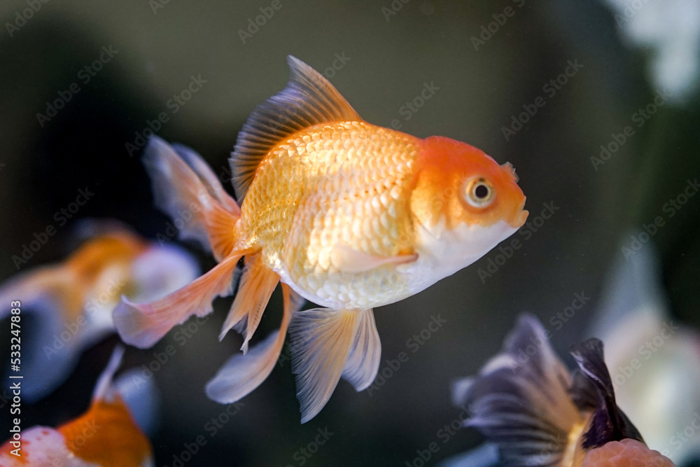 Goldfish at aquarium fish, from Asia.The goldfish on Chinese sign brings a prosperity and good luck. Goldfish at aquarium fish, from Asia.The goldfish on Chinese sign brings a prosperity and good luck.