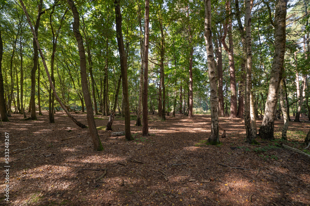 Woodland and forest path in Hampshire, England, UK