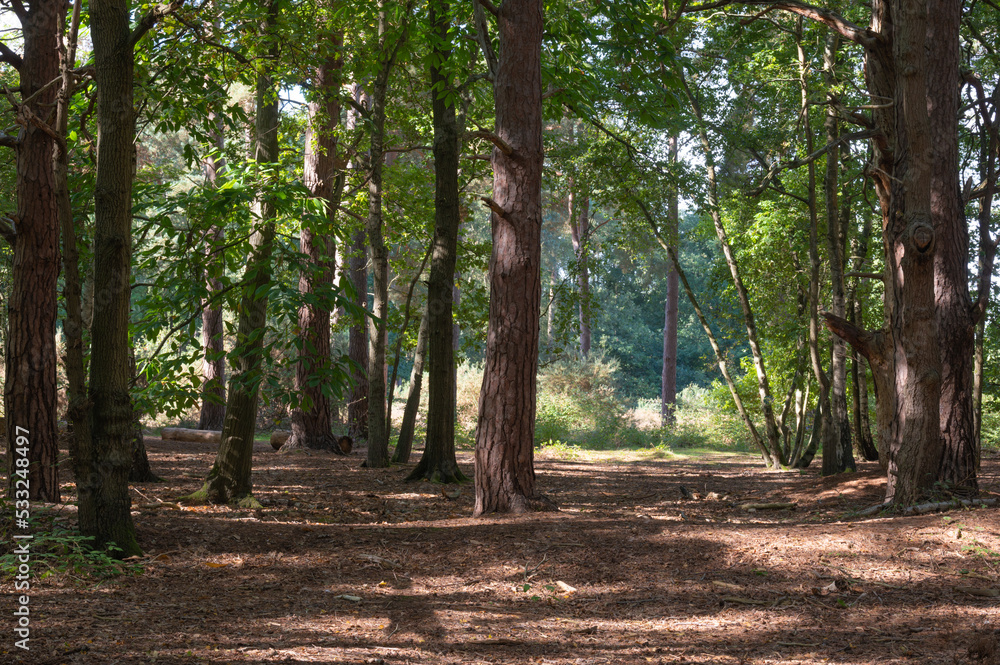 Woodland and forest path in Hampshire, England, UK