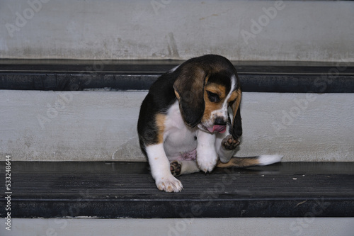 Portrait of a two-months old beagle puppy sit in stairs scratching  photo