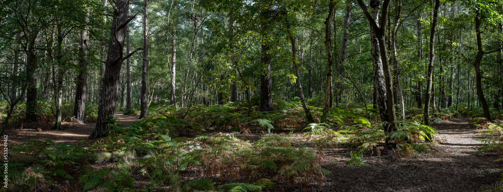 Obraz premium Woodland and forest path in Hampshire, England, UK