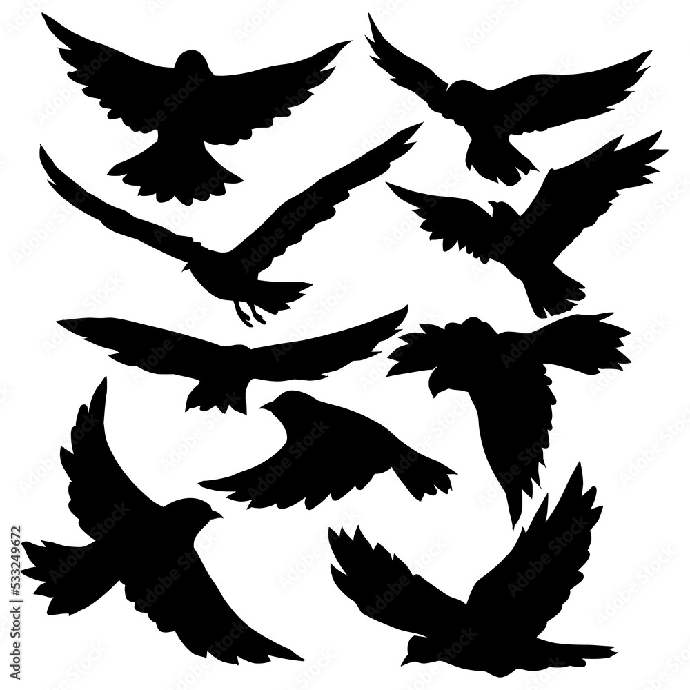 Obraz premium Set of black isolated silhouettes of bird. Collection of different birds position.