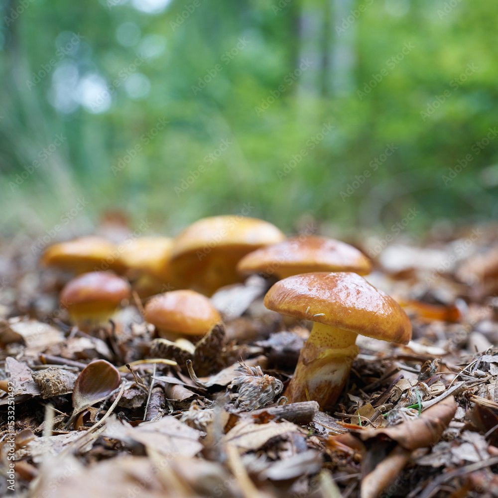 essbare Gold-Röhrlinge, Suillus grevillei im Herbst im Wald in der Colbitz-Letzlinger Heide essbare Gold-Röhrlinge, Suillus grevillei im Herbst im Wald in der Colbitz-Letzlinger Heide