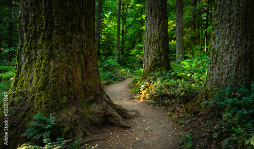 Autumn spruce rainforest trail footpath in Silver Falls State Park near Salem, Marion County, Oregon