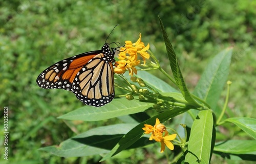 Beautiful monarch butterfly on asclepias flower in Florida nature, closeup  photo