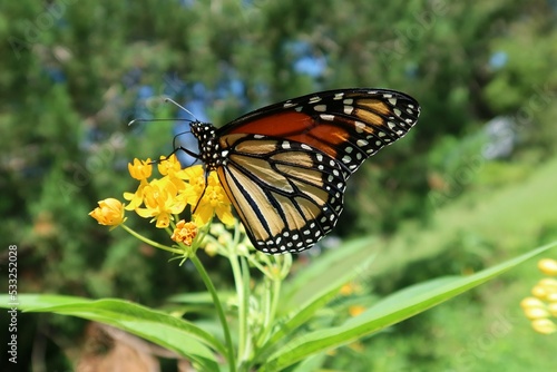 Monarch butterfly on asclepias flowers in Florida nature, closeup