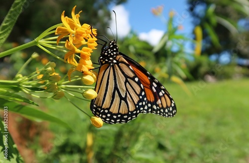 Beautiful Monarch butterfly on asclepias flowers in Florida nature, closeup photo