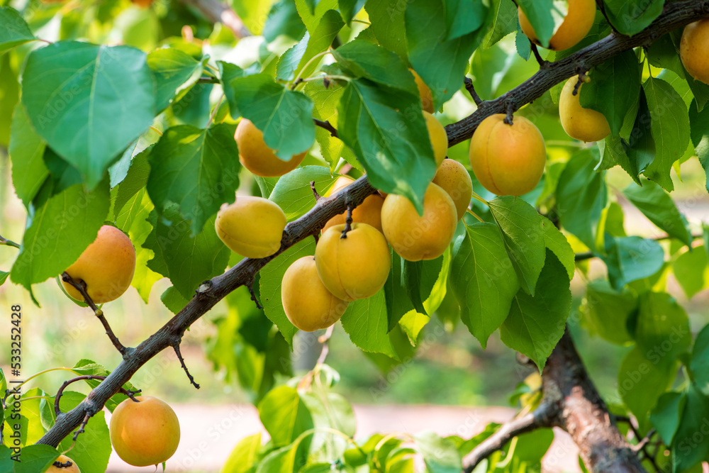 The apricot trees are full of mature apricots