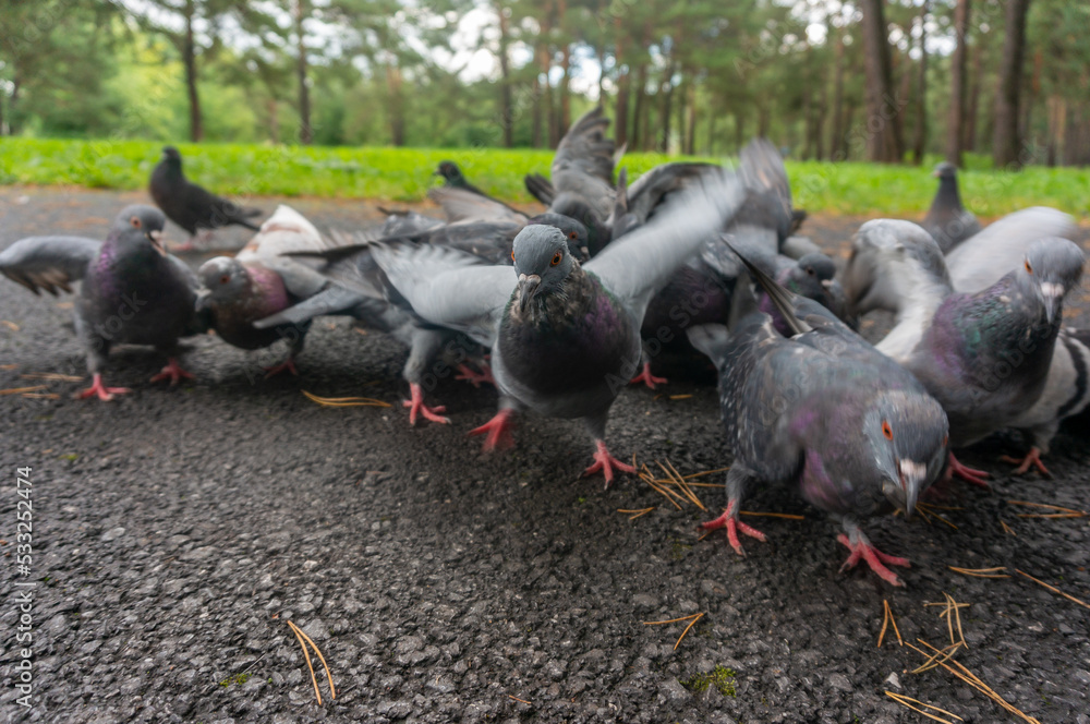 Purposeful pigeon on the background of blurred relatives Purposeful pigeon on the background of blurred relatives