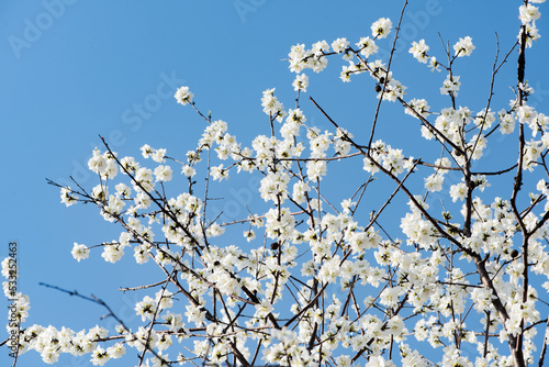 Wild peach blossoms in spring